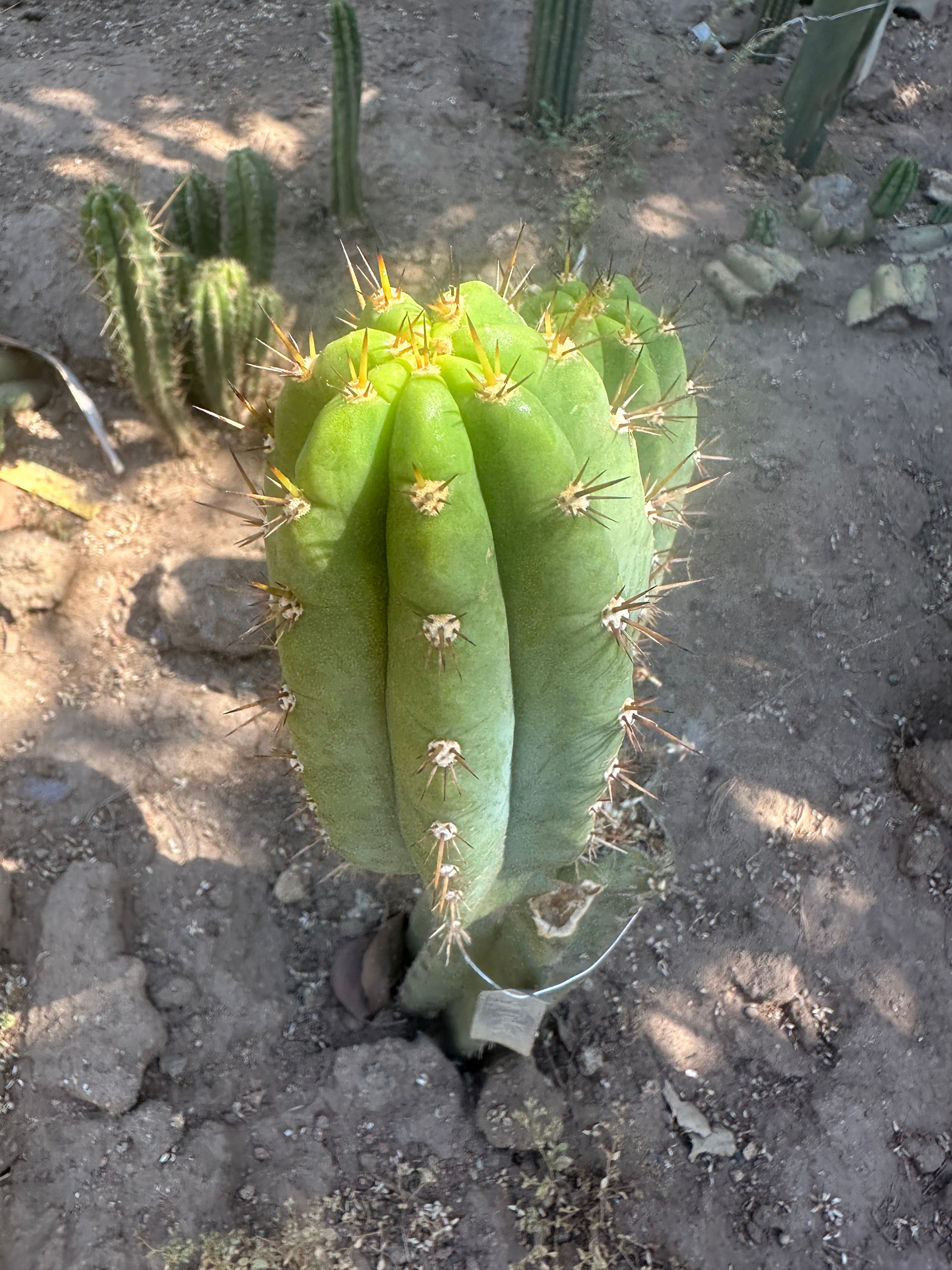 Gary Duke’s — 8” Pup