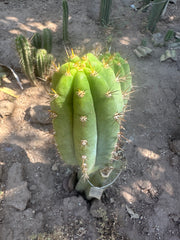 Gary Duke’s — 8” Pup
