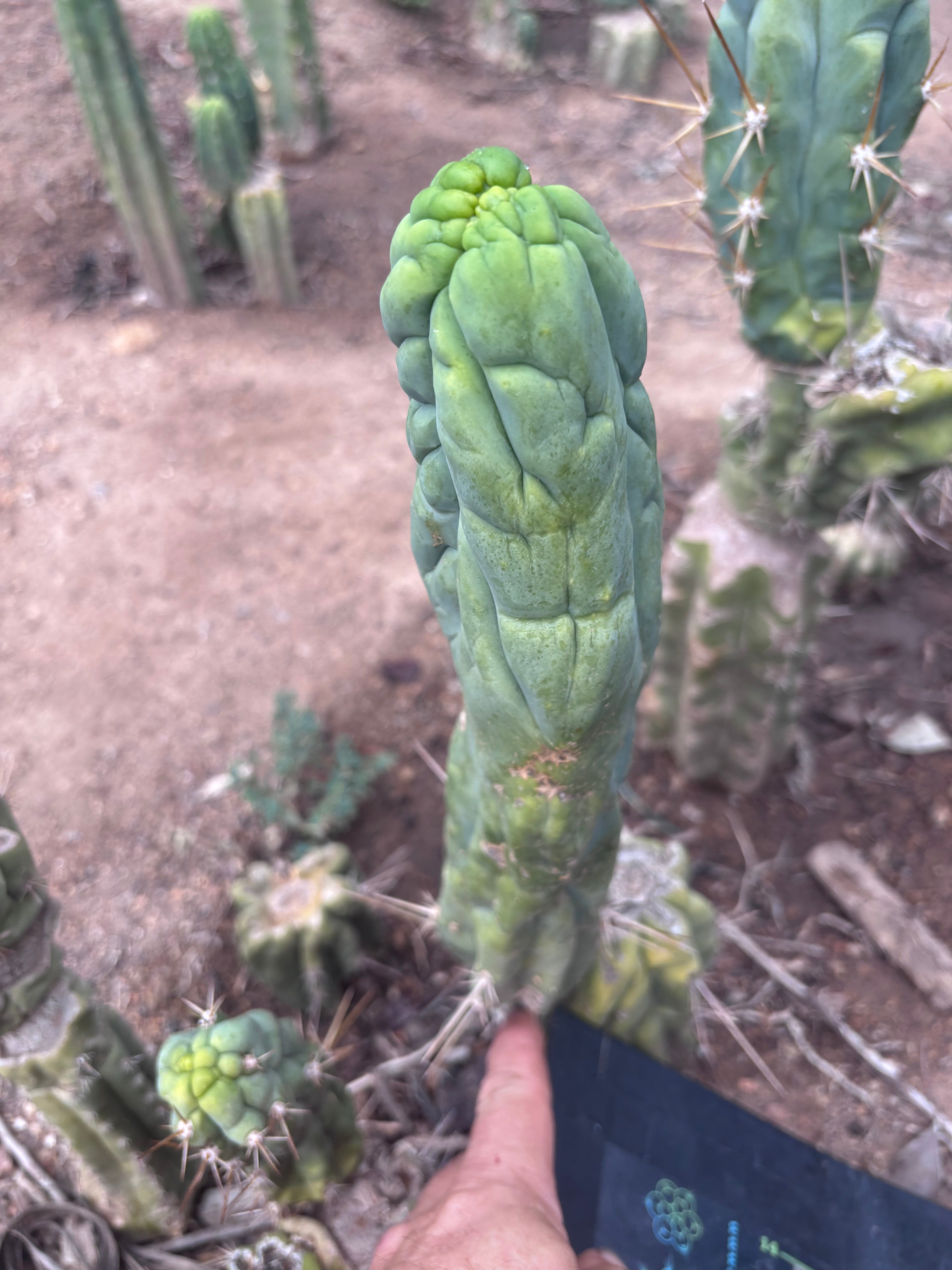 💎👑 Bruce’s Dragon — 11” Pup