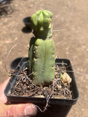 👑🌶️🌶️ Dulzura Wax — Small Rooted Tip