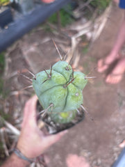 👑💎🌶️ CSD — Rooted Graft (Whole)