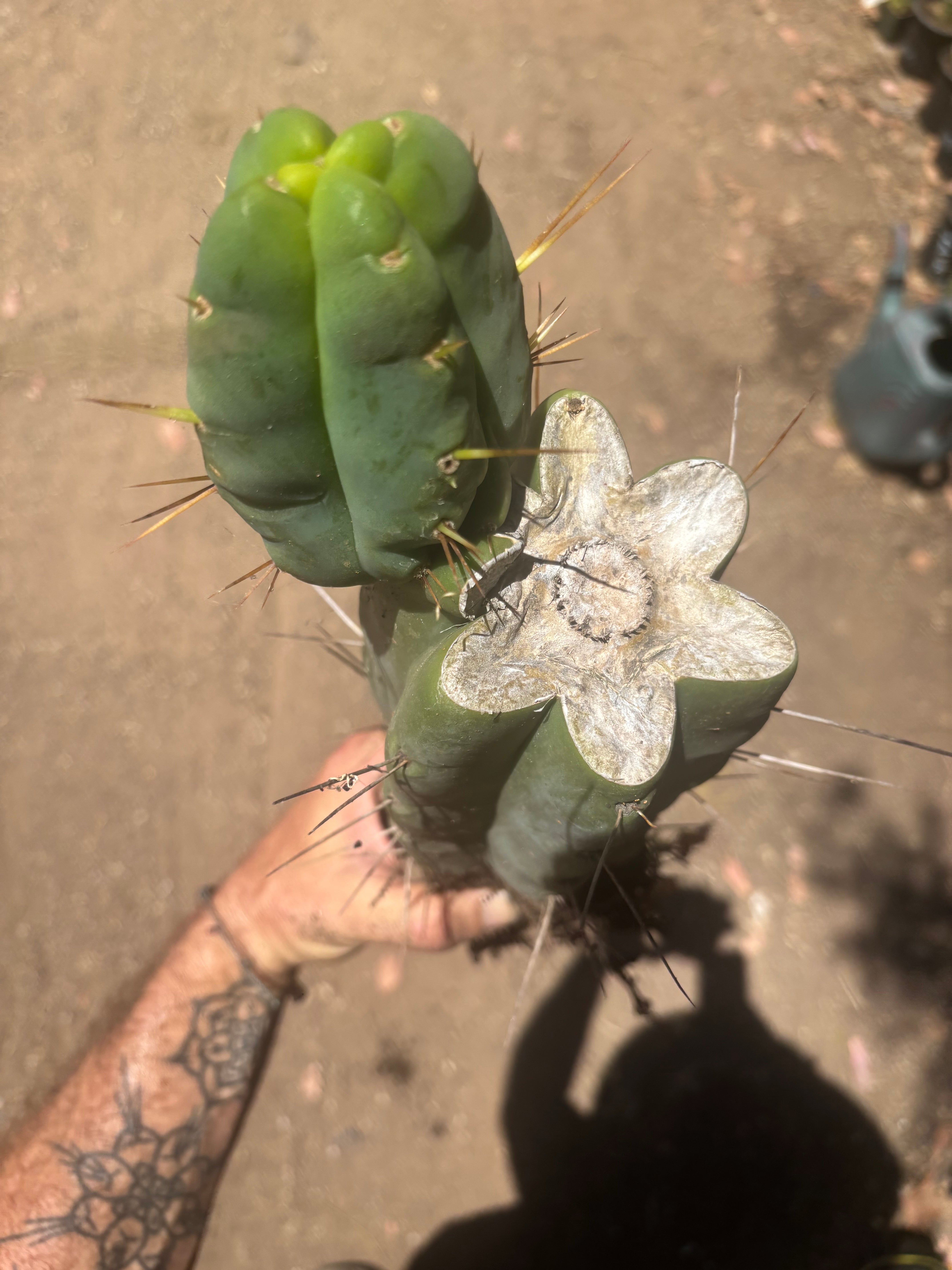 💎👑🌶️🌶️ Eileen — FAT XL Rooted Mid with Fourwang Pup
