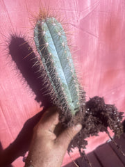 🎁 NEW Add On Freebie! — Pilosocereus, Rooted 8”-11”