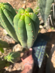 👑🌶️ Davy — XL 14” Tip