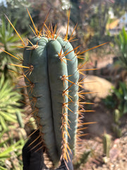 Custom Listing for JAYMATIC