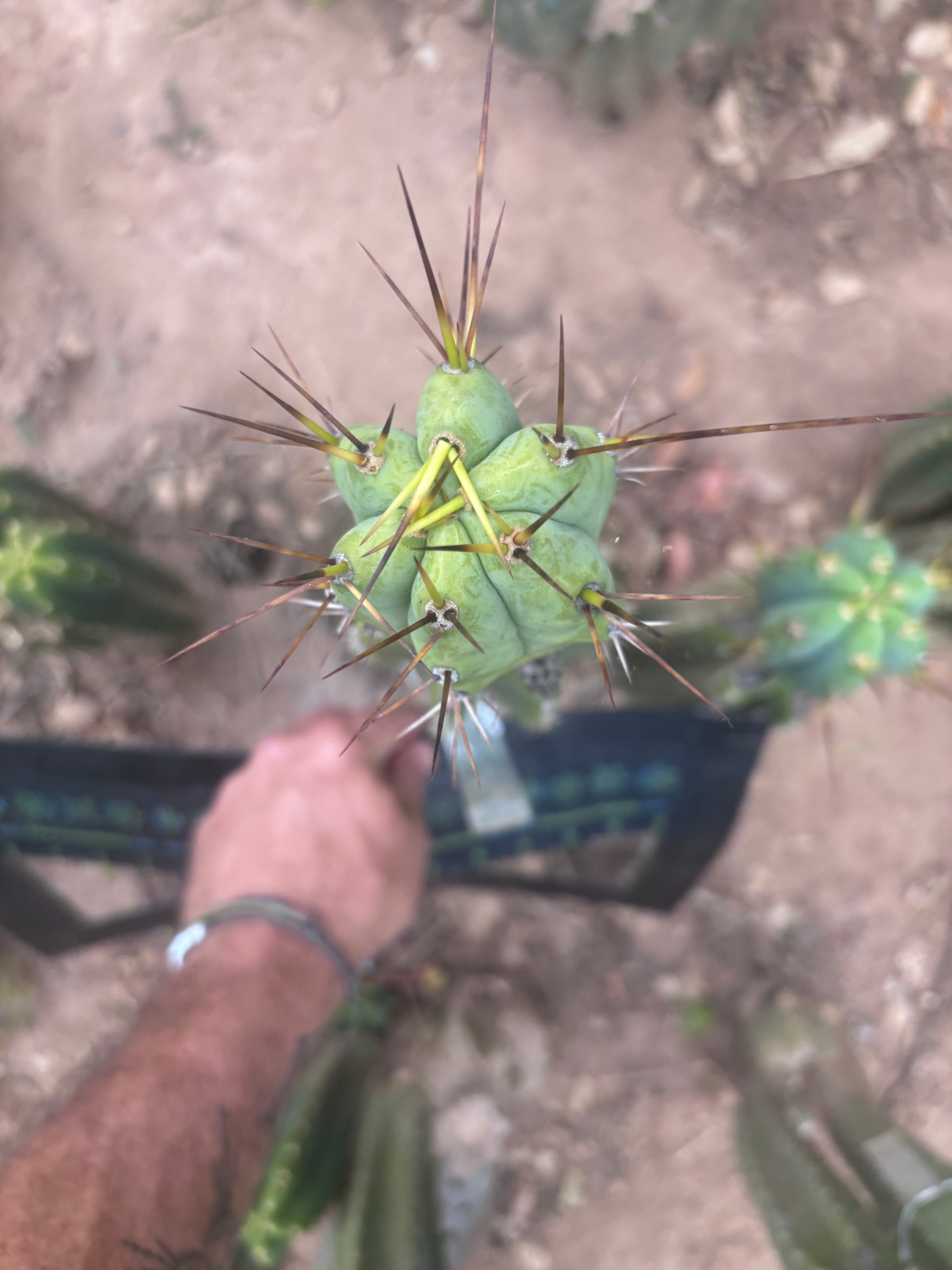 👑💎🌶️  CSD — Large Tip Graft