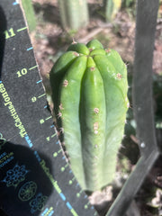 👑🌶️🌶️ Landfill — 10” Pup