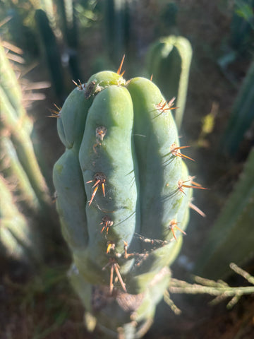 💎👑💎 Q-Tip — Fat 6” Tip