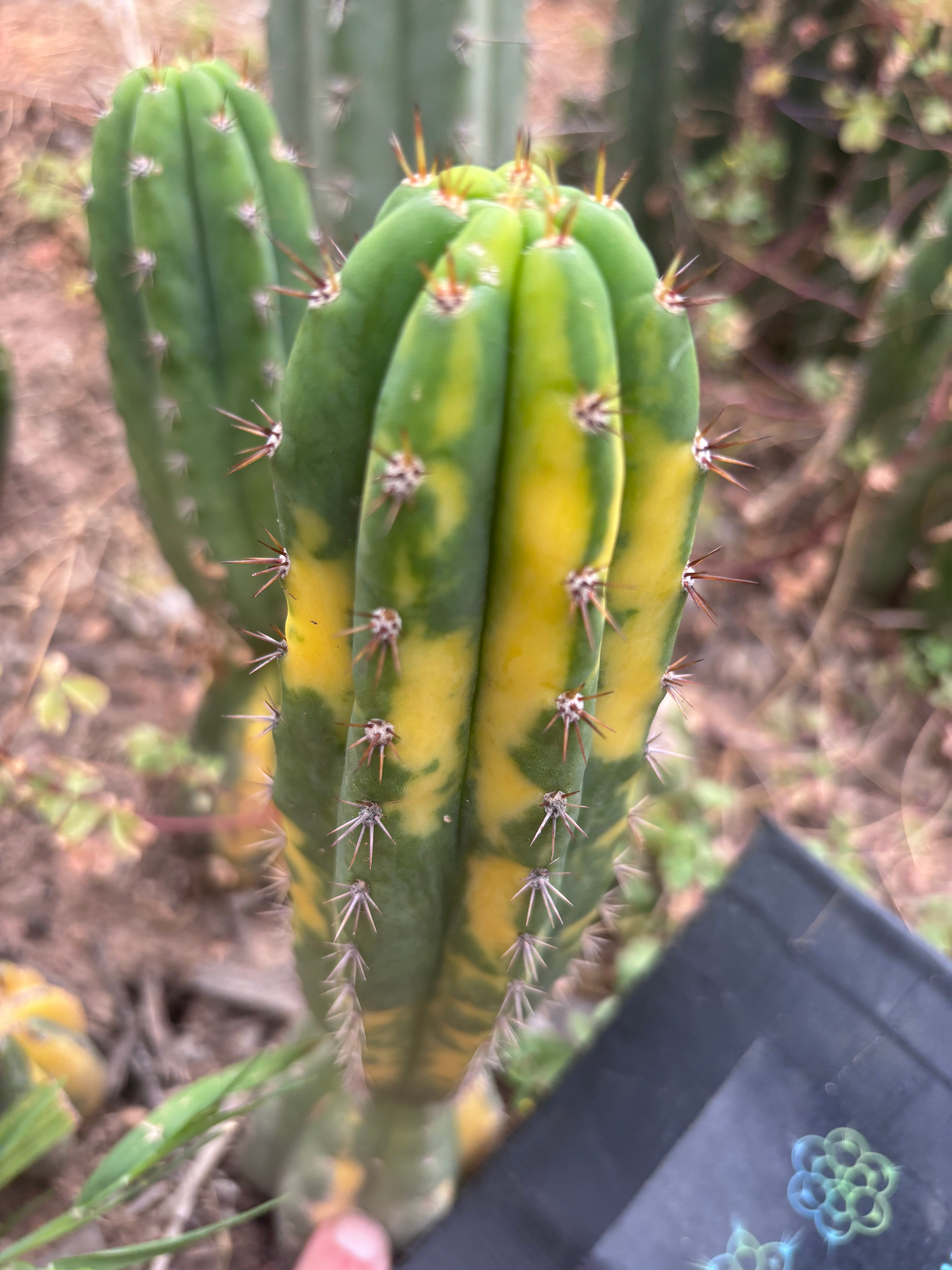 💎 Vari Pachanoi — 8” Tip