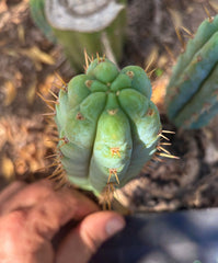 👑🌶️  Ashdod — 6” Pup