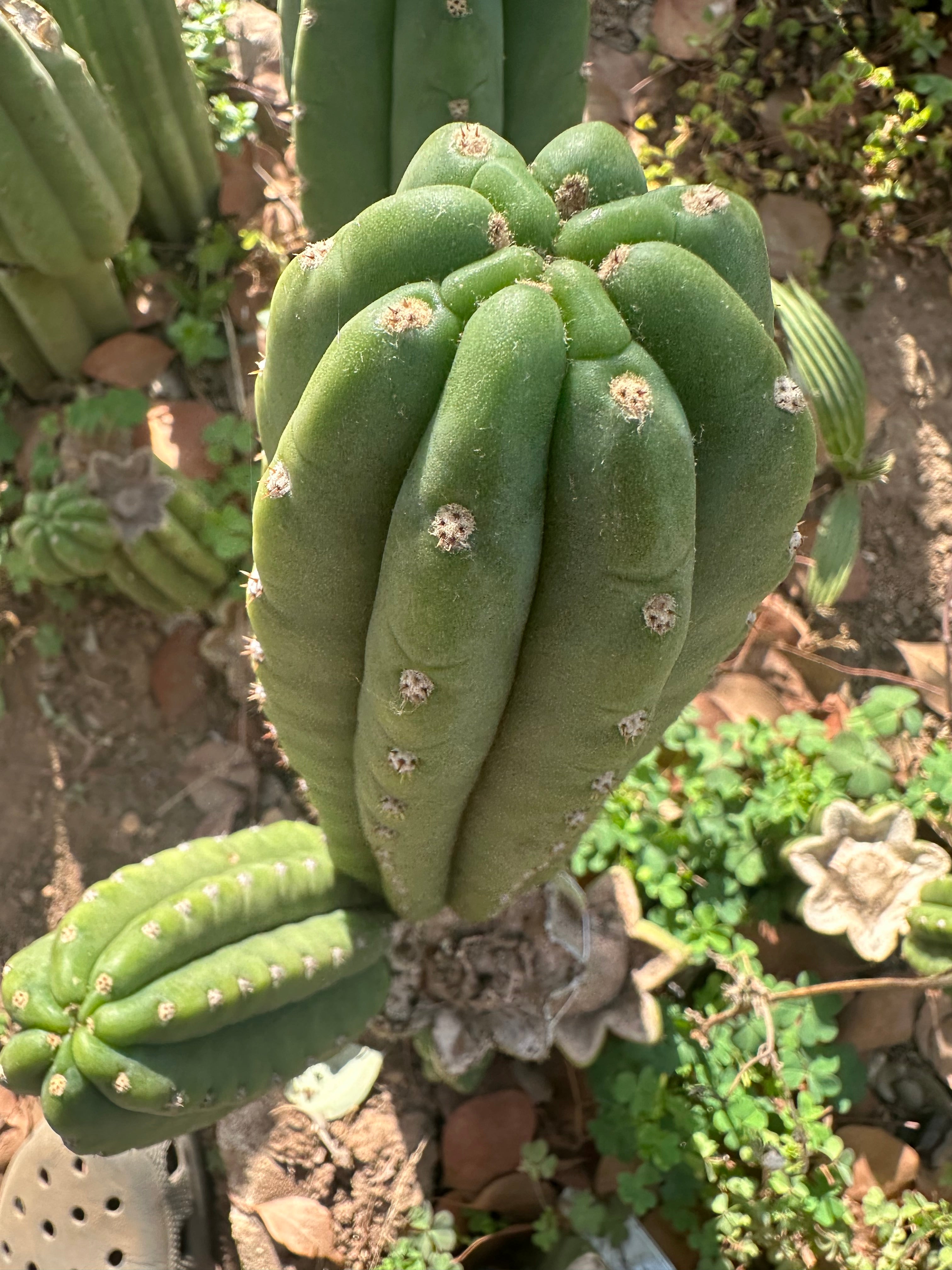 👑🌶️ The Field’s Pachanoi — Chonky 9” Pup