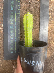 💎👑💎 Havran — Pup Graft on Seed Grown Rooted Stock