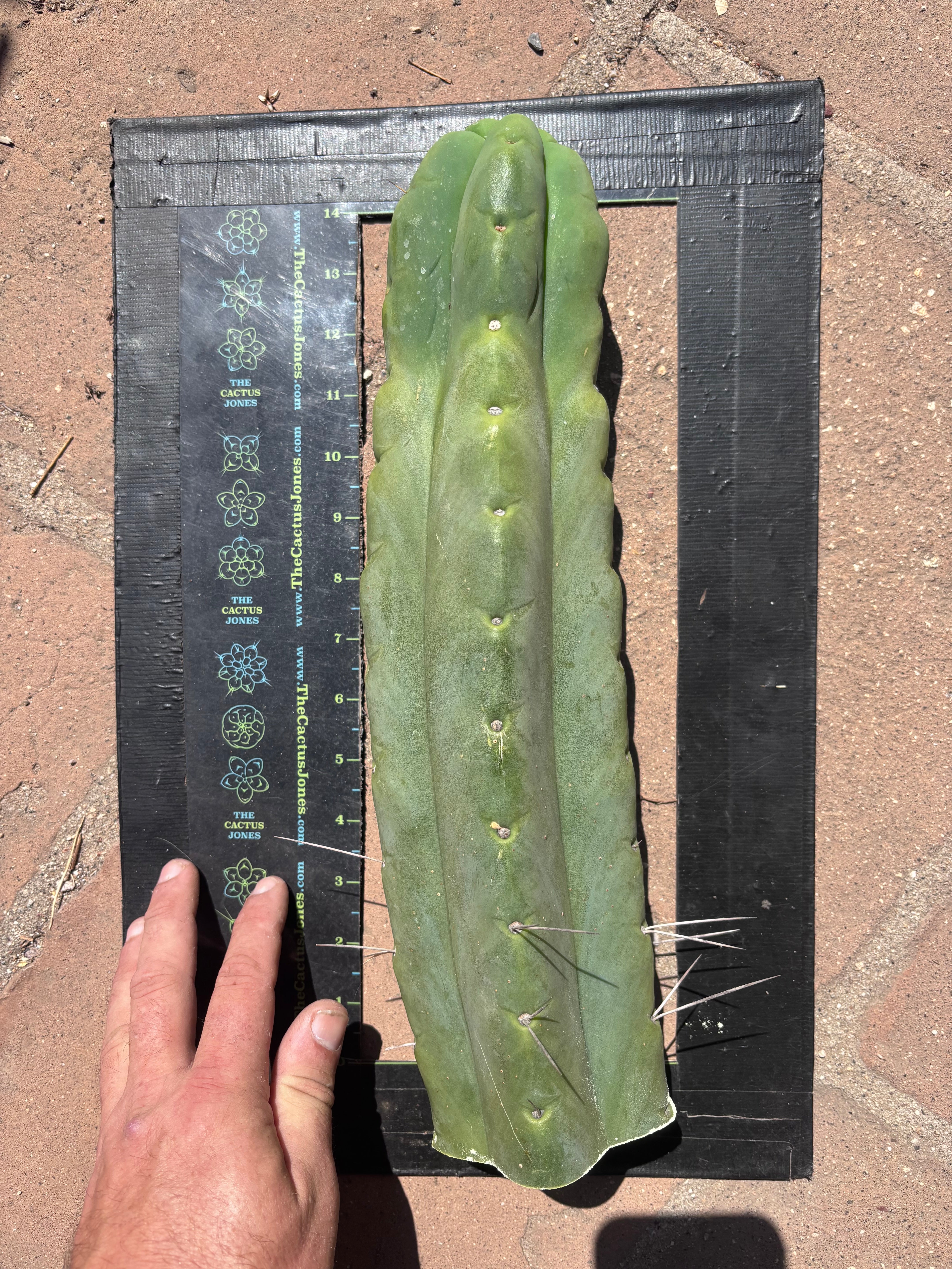 👑💎🌶️🌶️ Eileen — XL 14” Mega Tip