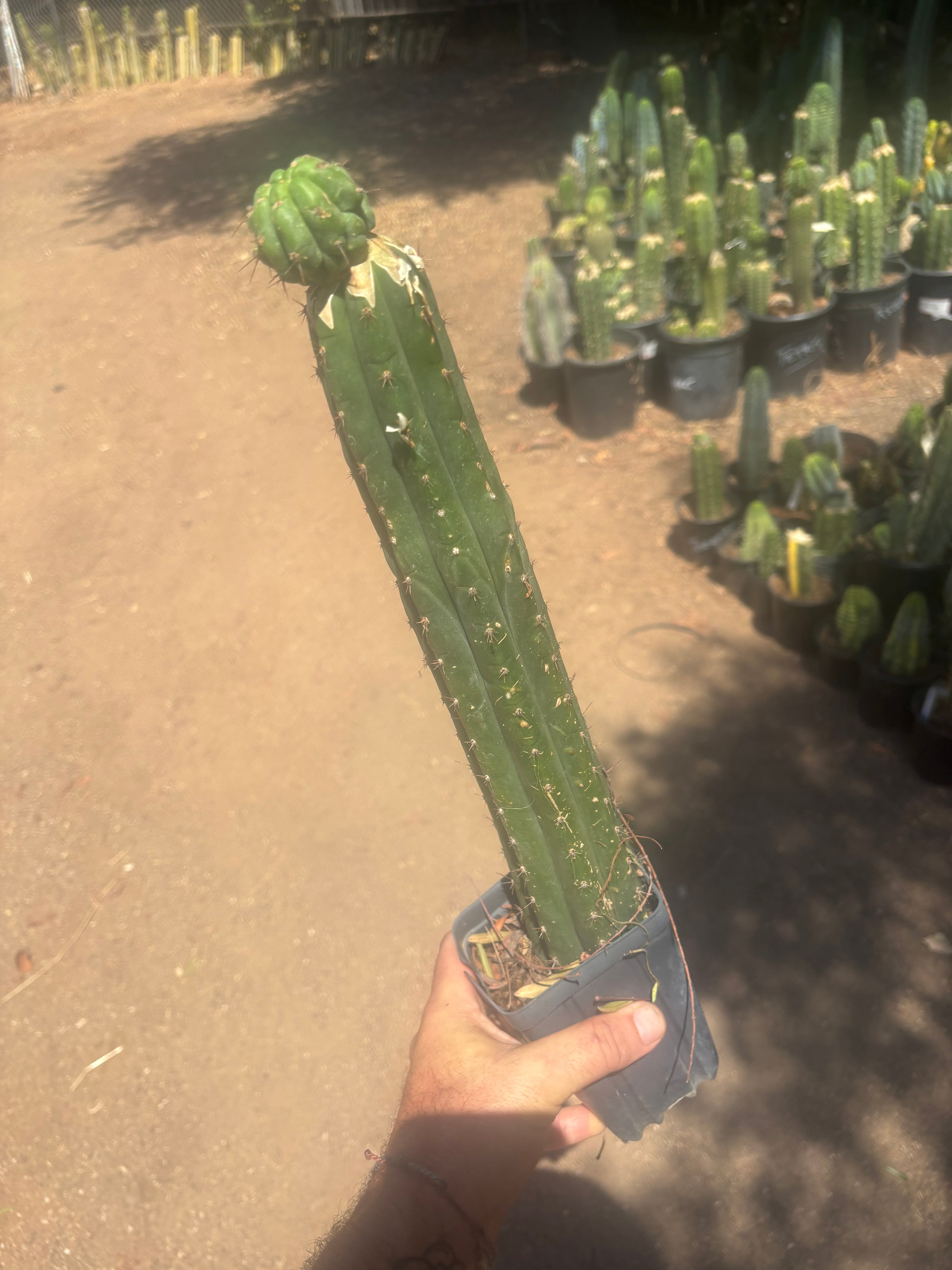 💎👑💎 Havran — Established Pup Graft on Rooted 15” Torres & Torres