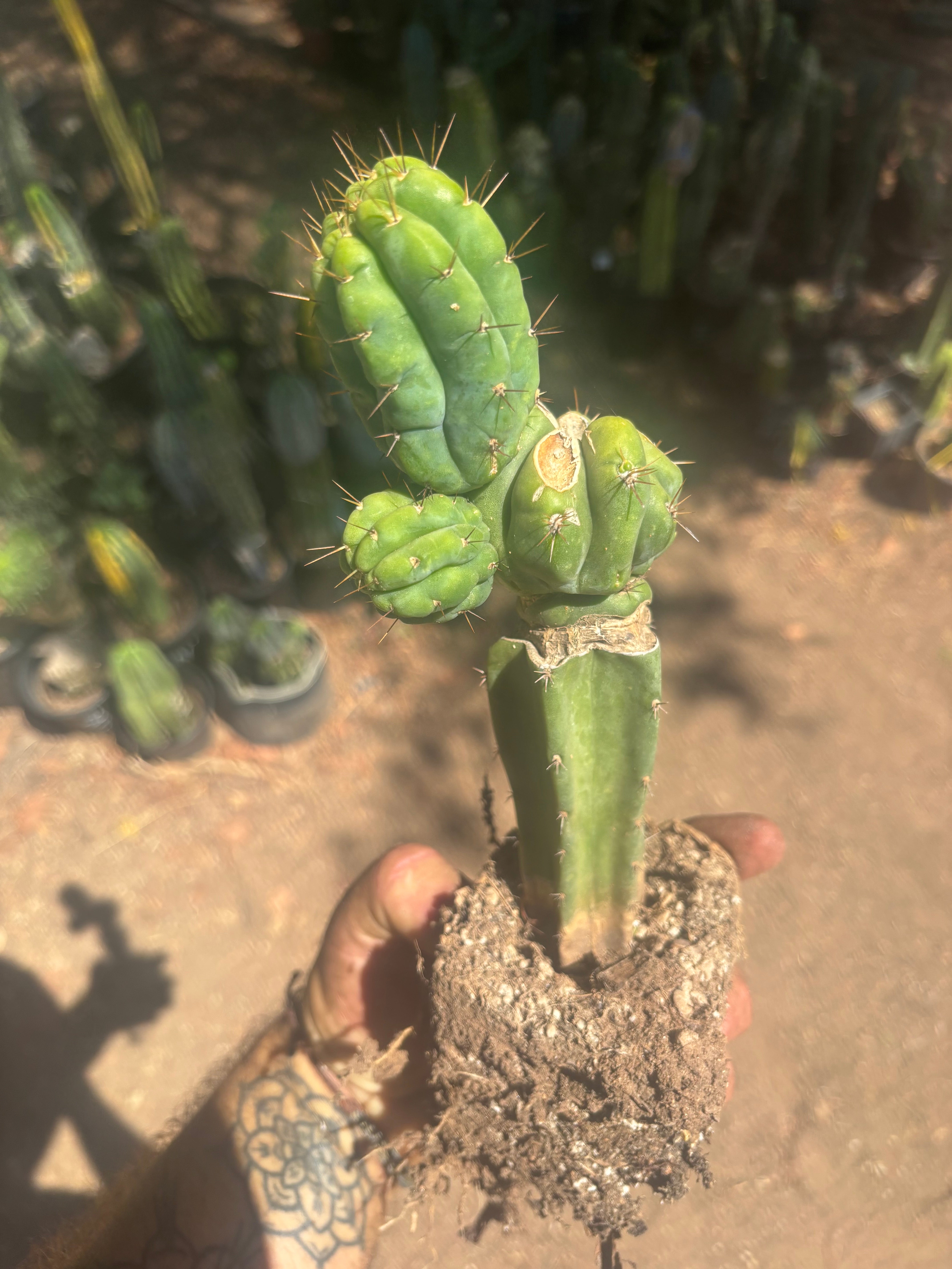 💎👑💎 Havran — Established Multi-Pup Graft on PC