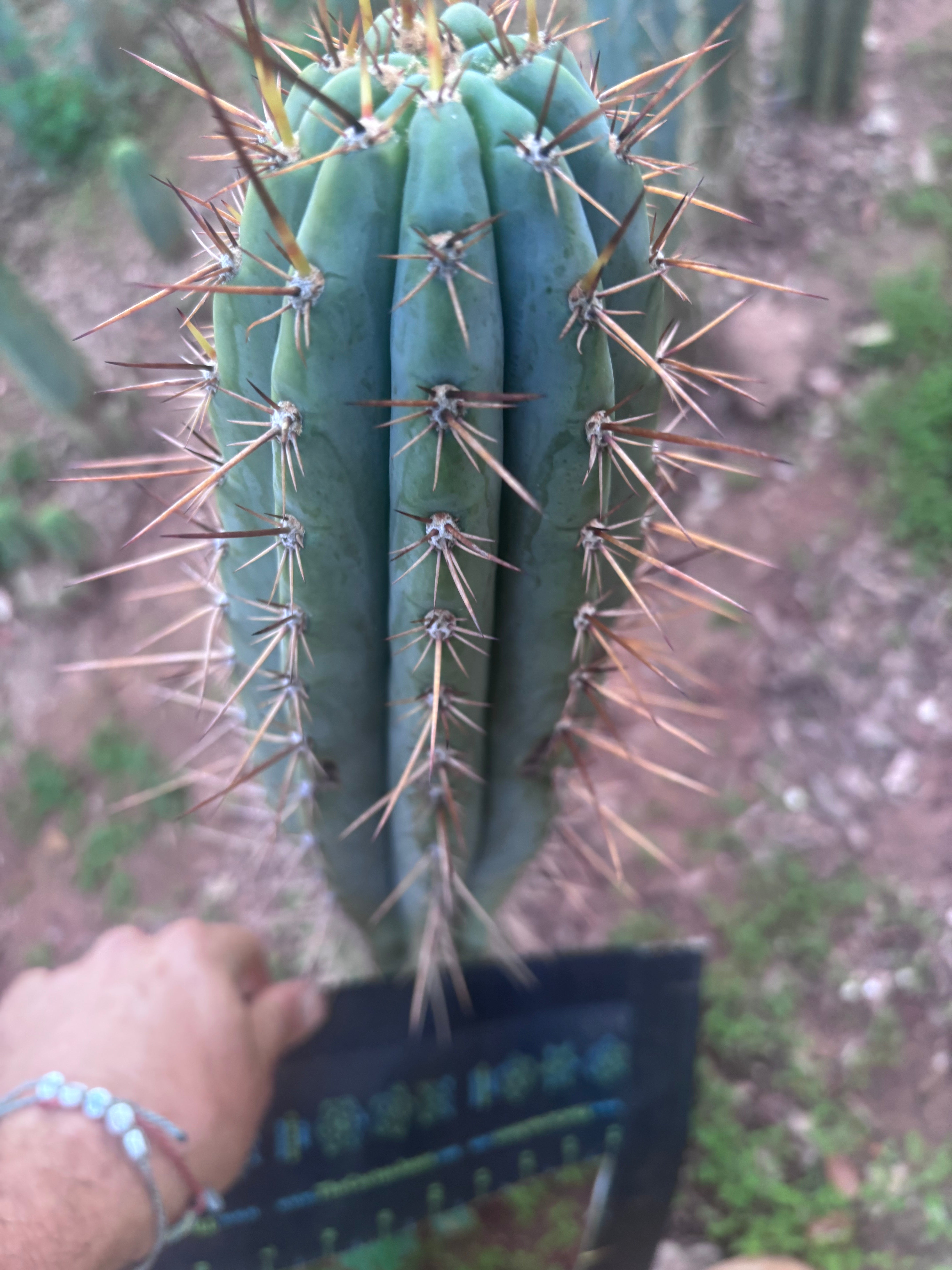 👑 SS01 — XL 15” Tip