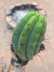 🌶️🌶️⚠️ E.R. — 7” Grenade