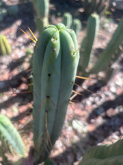 👑🌶️ BBB — XL 15” Tip