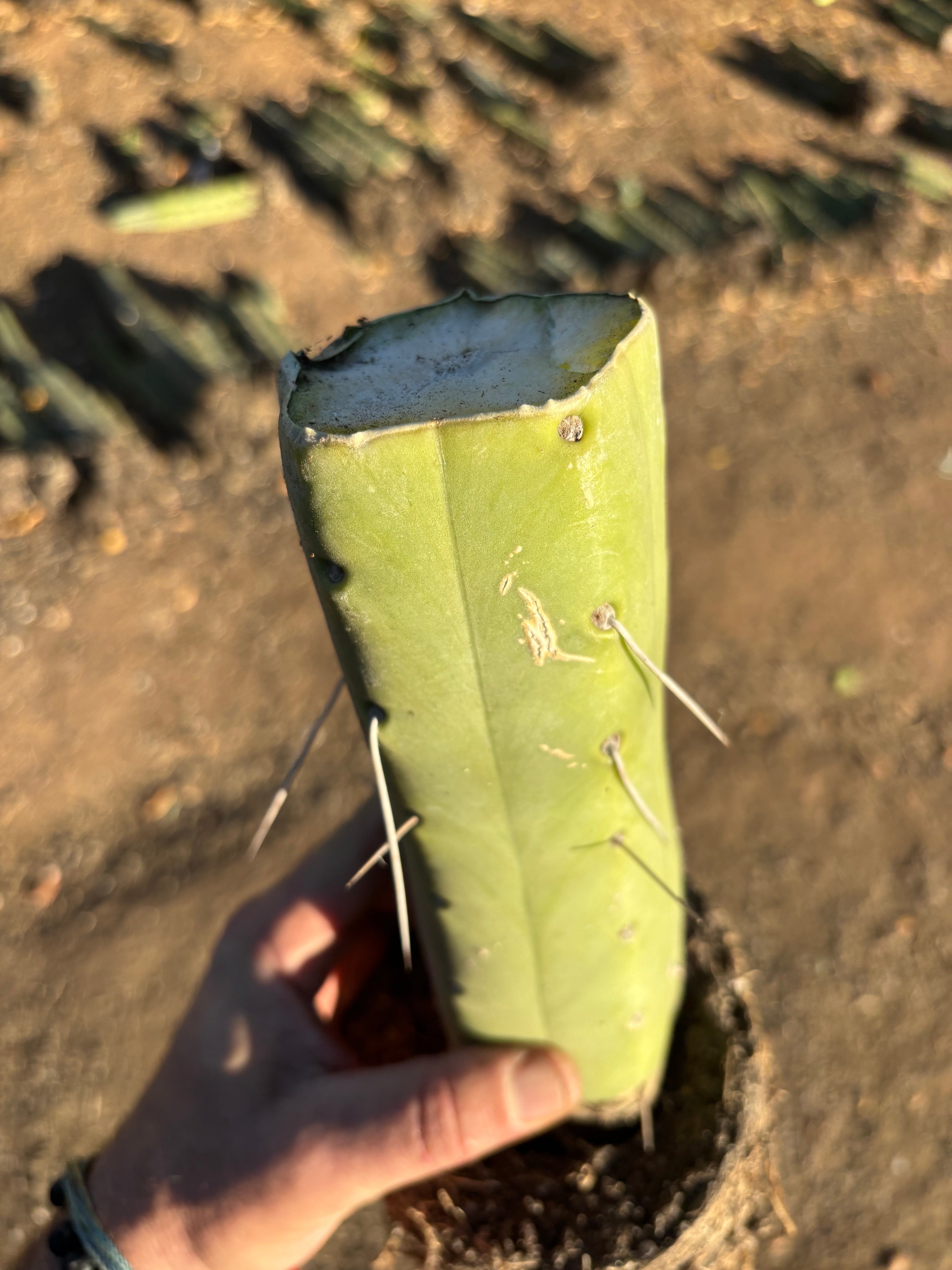 👑🌶️🌶️  Jiimz Twin — Fully Rooted Stump