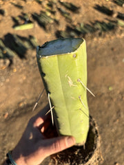 👑🌶️🌶️  Jiimz Twin — Fully Rooted Stump