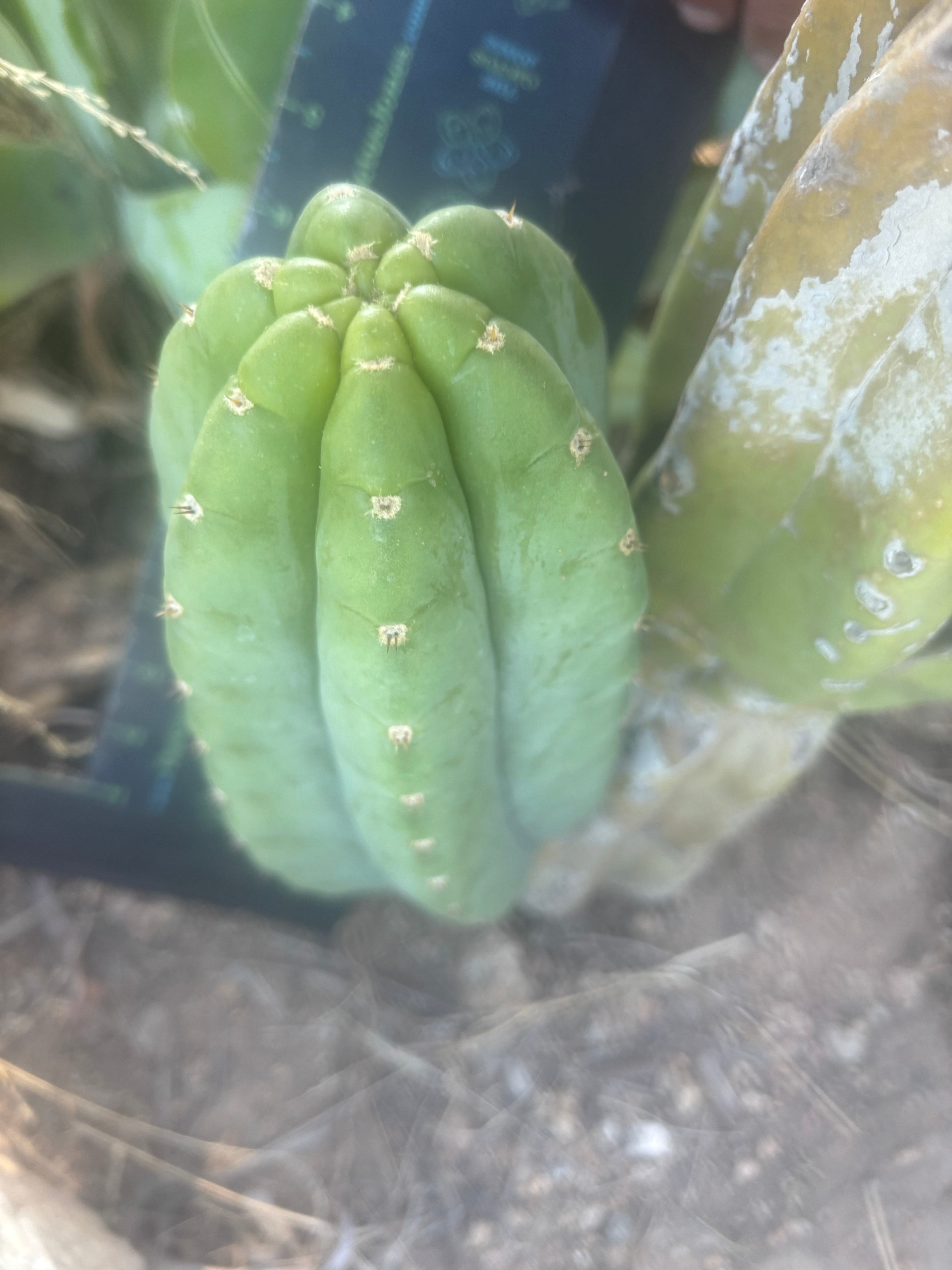 👑🌶️🌶️ Cahuilla  — Fat 8” Pup