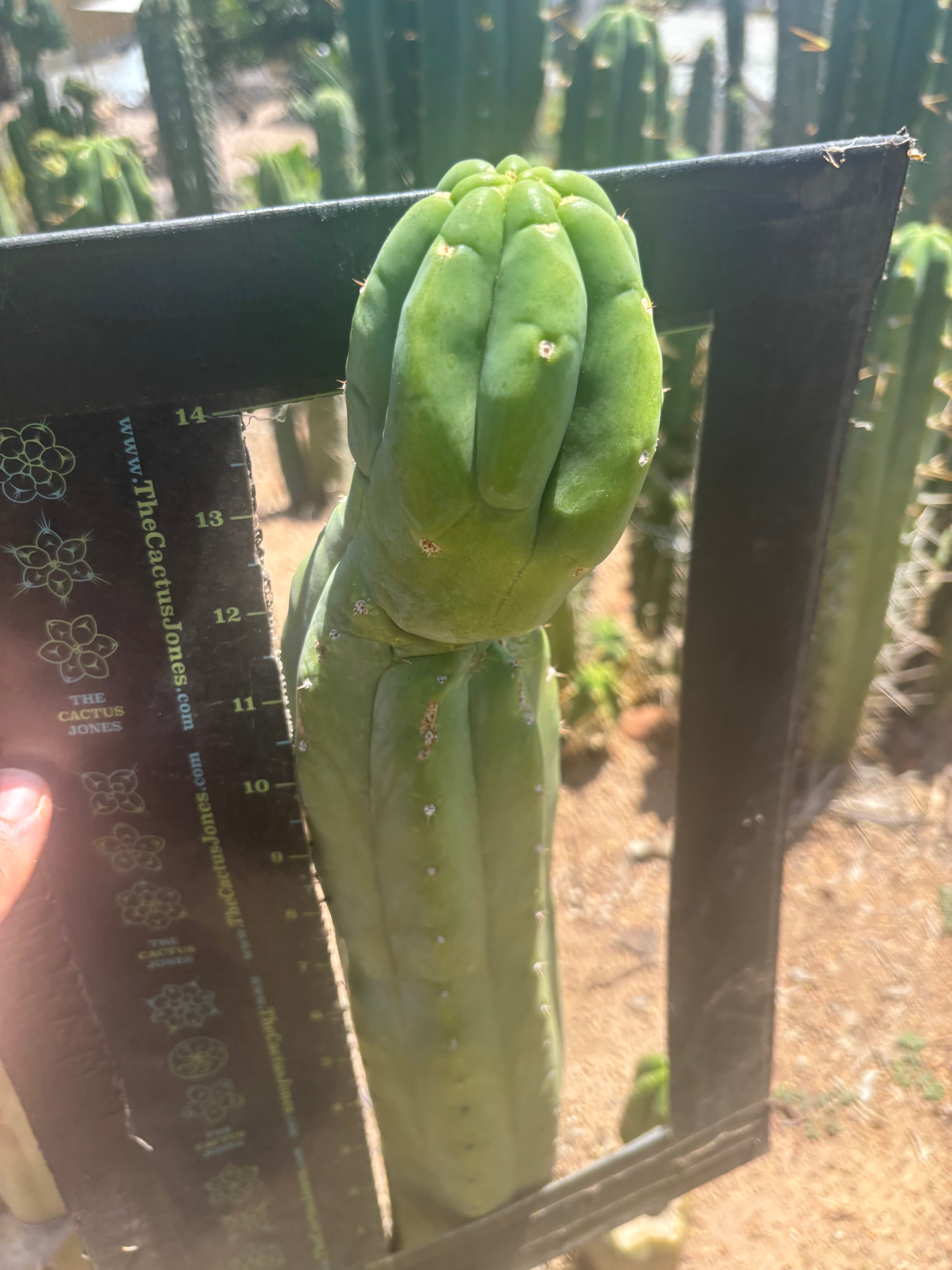 👑🌶️ Maipu — XL 15” Tip