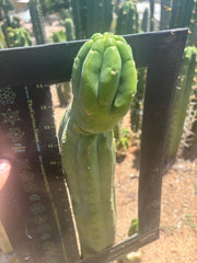 👑🌶️ Maipu — XL 15” Tip