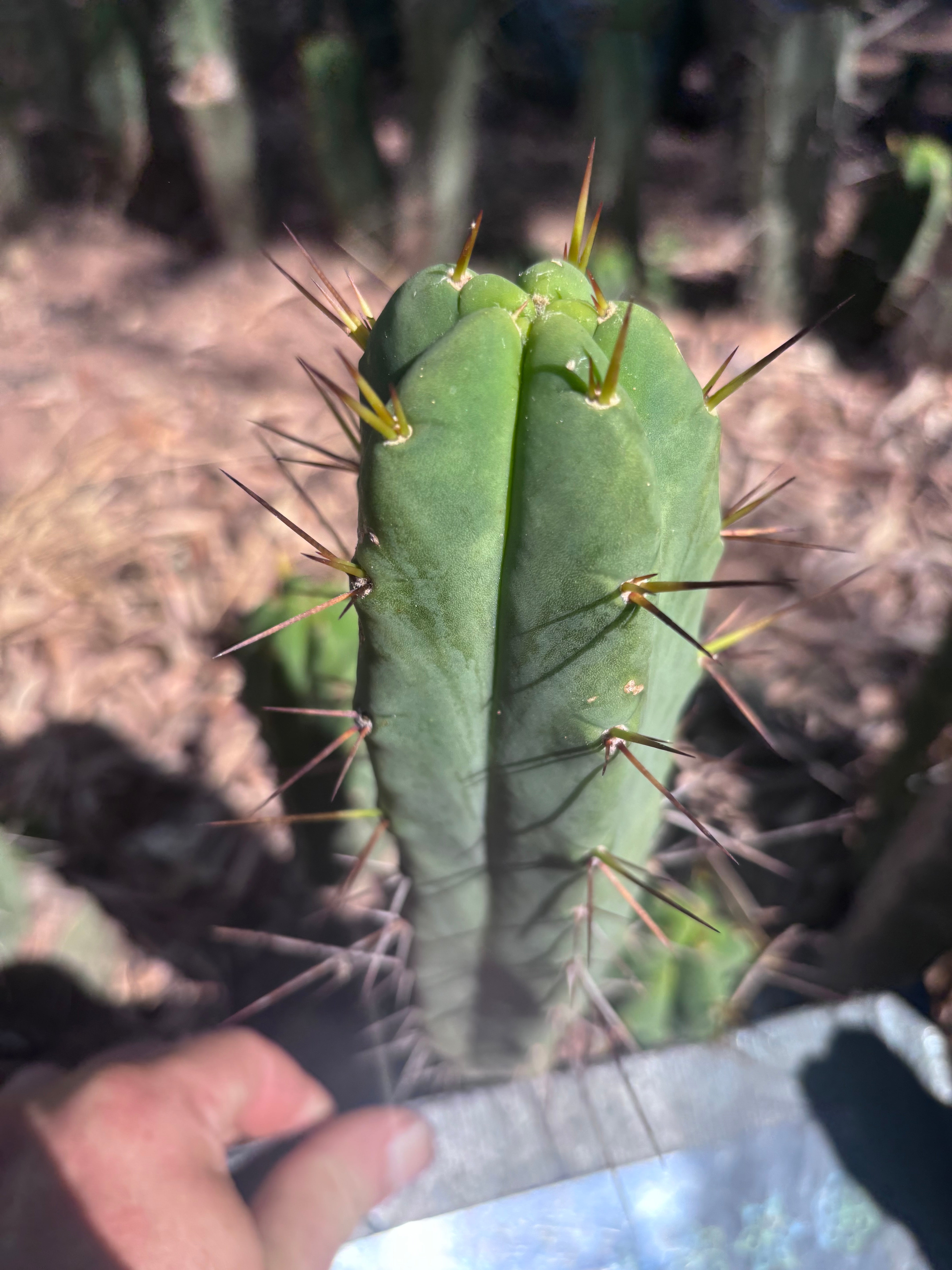 👑🌶️🌶️ Dulzura — 9” Pup