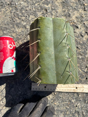 🌶️ SS02 x Yowie — MASSIVE 7” Mids