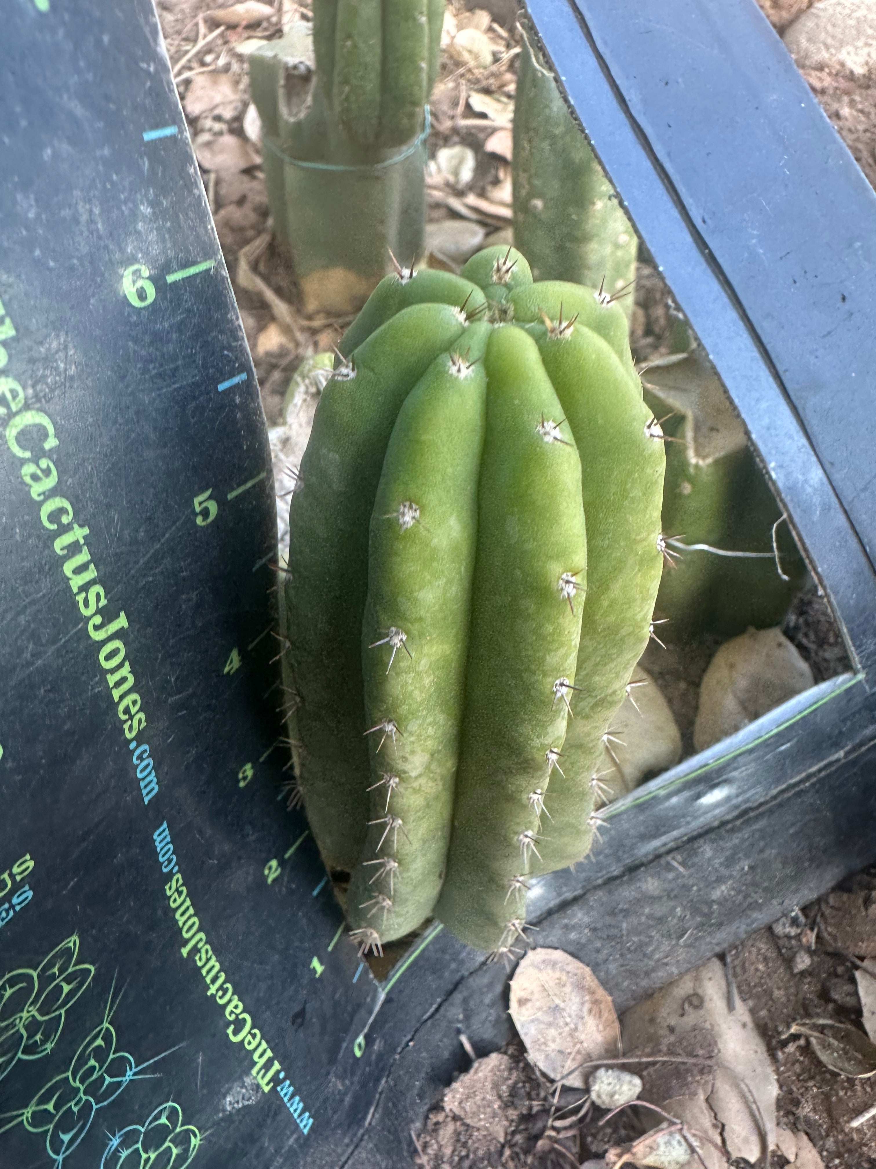 💎👑🌶️🌶️ KR04 — 6” Pup