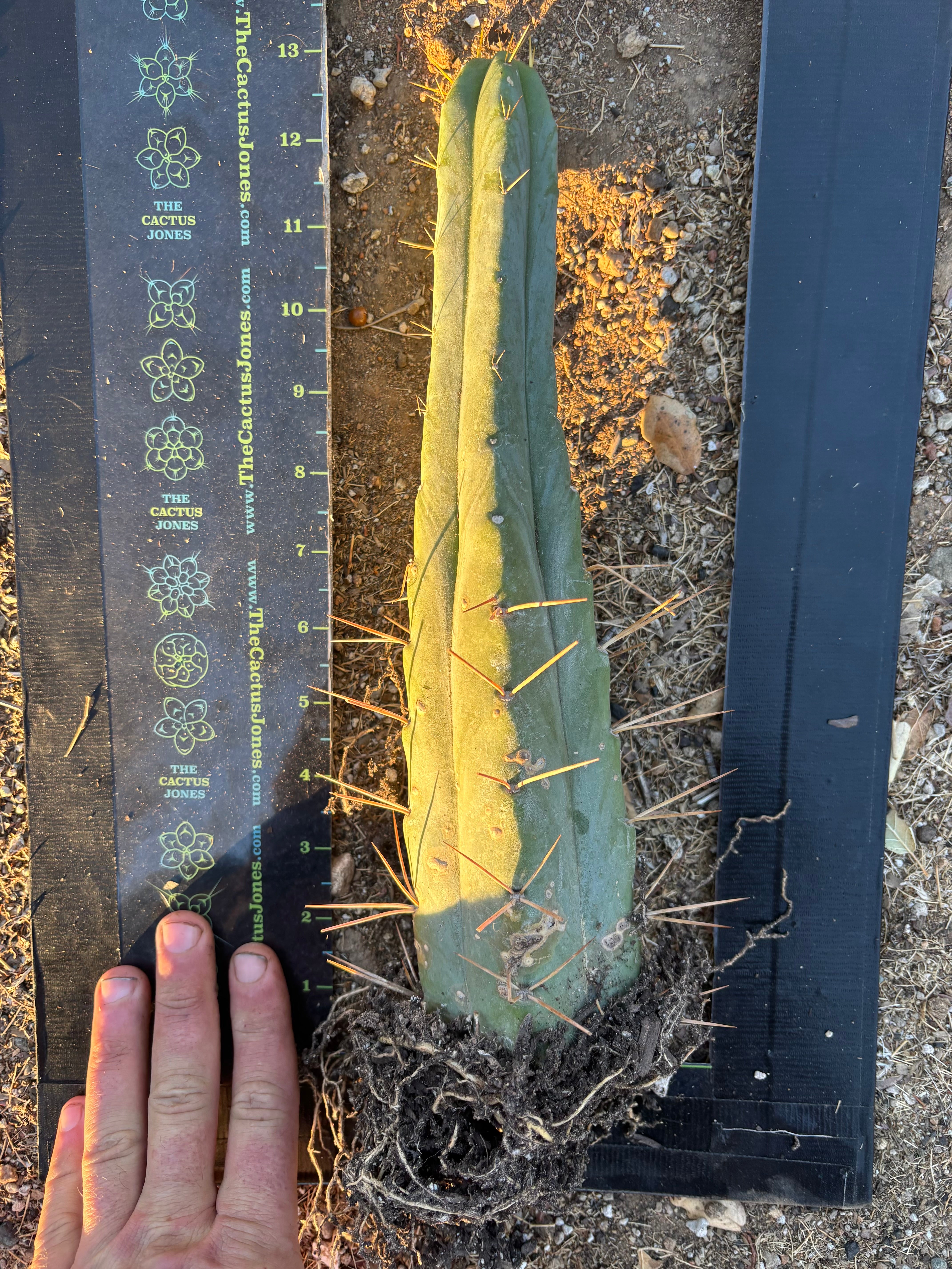 👑🌶️🌶️ Eileen — Rooted 11” Tip