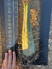 👑🌶️🌶️ Eileen — Rooted 11” Tip