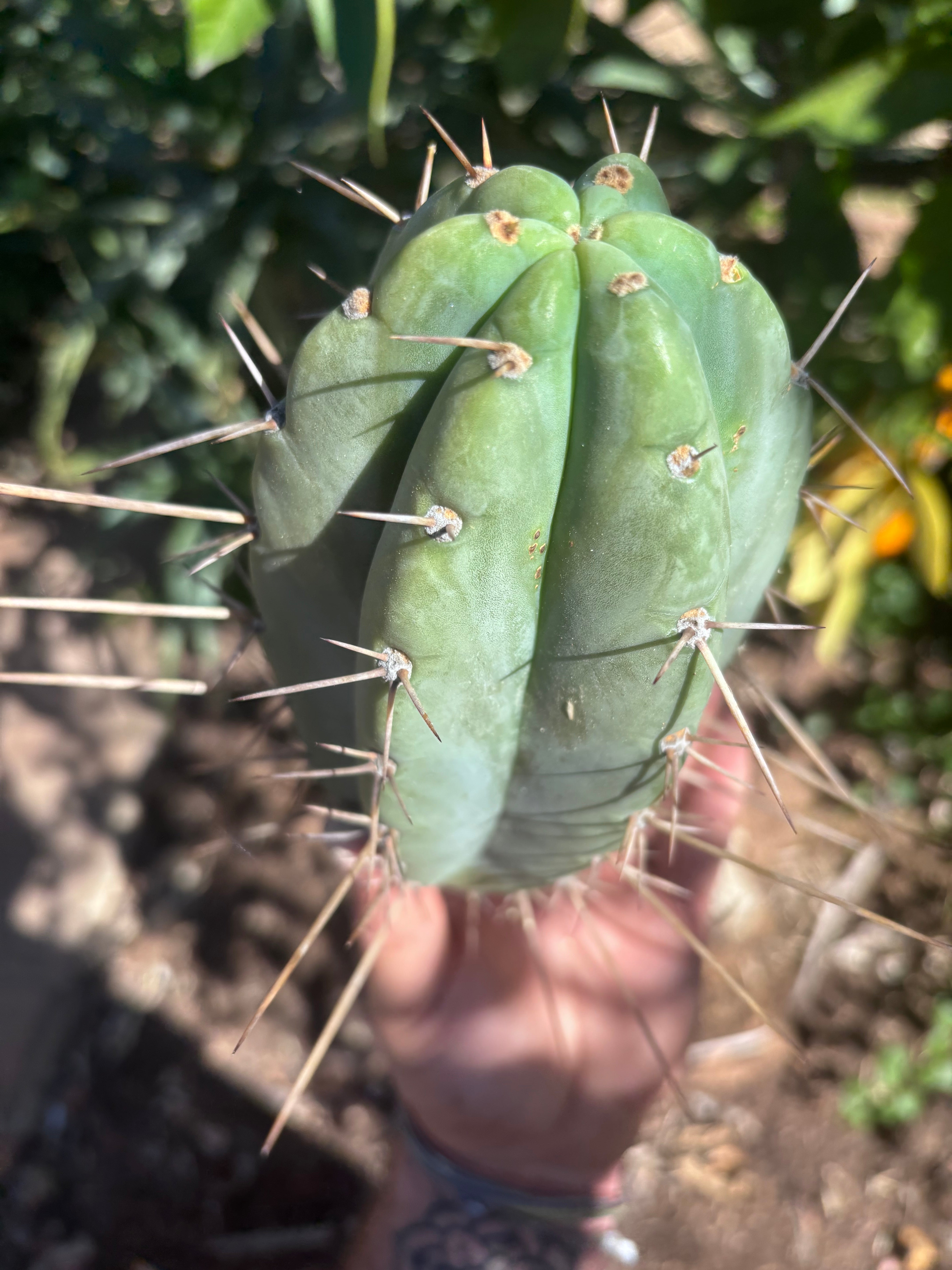 👑🌶️🌶️ Pala — Chubby 8” Tip