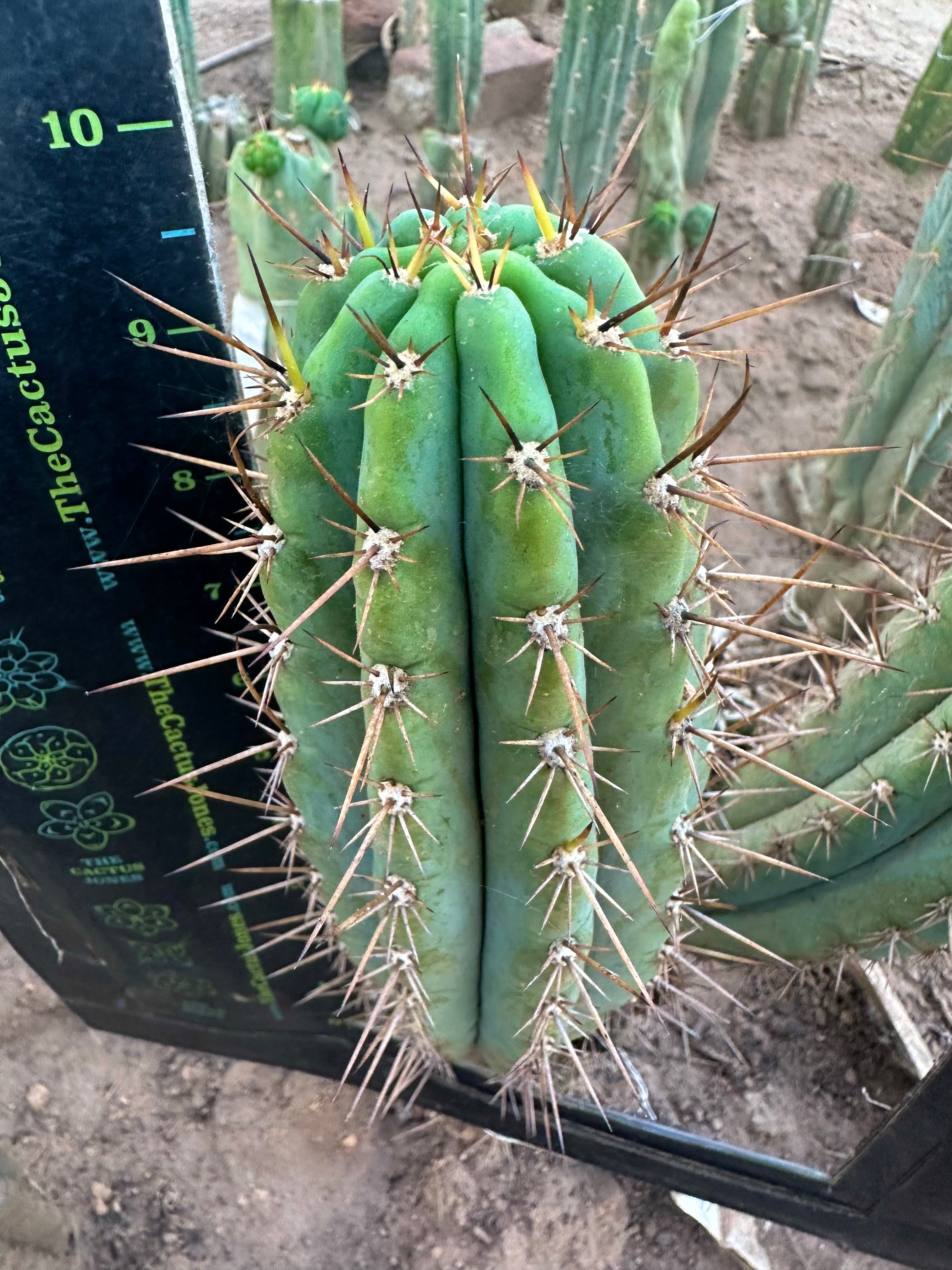 👑 Gawler — 10” Pup
