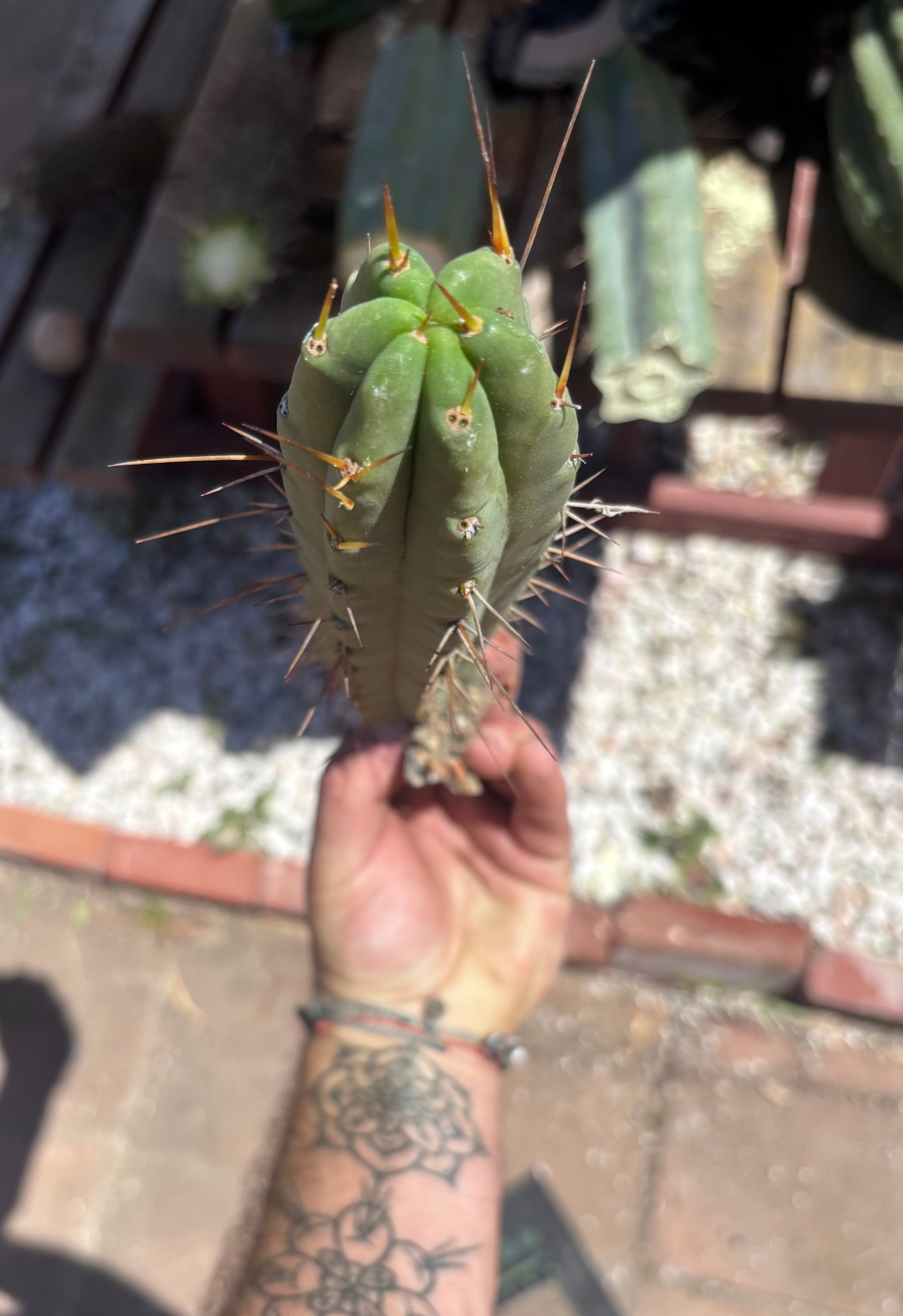 👑🌶️🌶️ Dulzura — 10” Pup