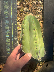 💎🌶️🌶️ NOM —  8” Tip Chonk