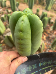 💎👑🌶️ Ferah — 6” Fourwang Tip