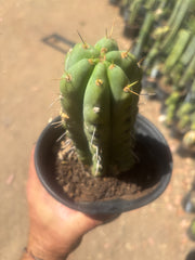 💎💎🌶️🌶️ NOM — Rooted 8” Pup