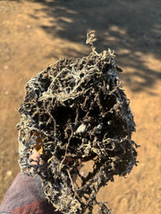 👑🌶️🌶️ Eileen — Rooted 14” Tip
