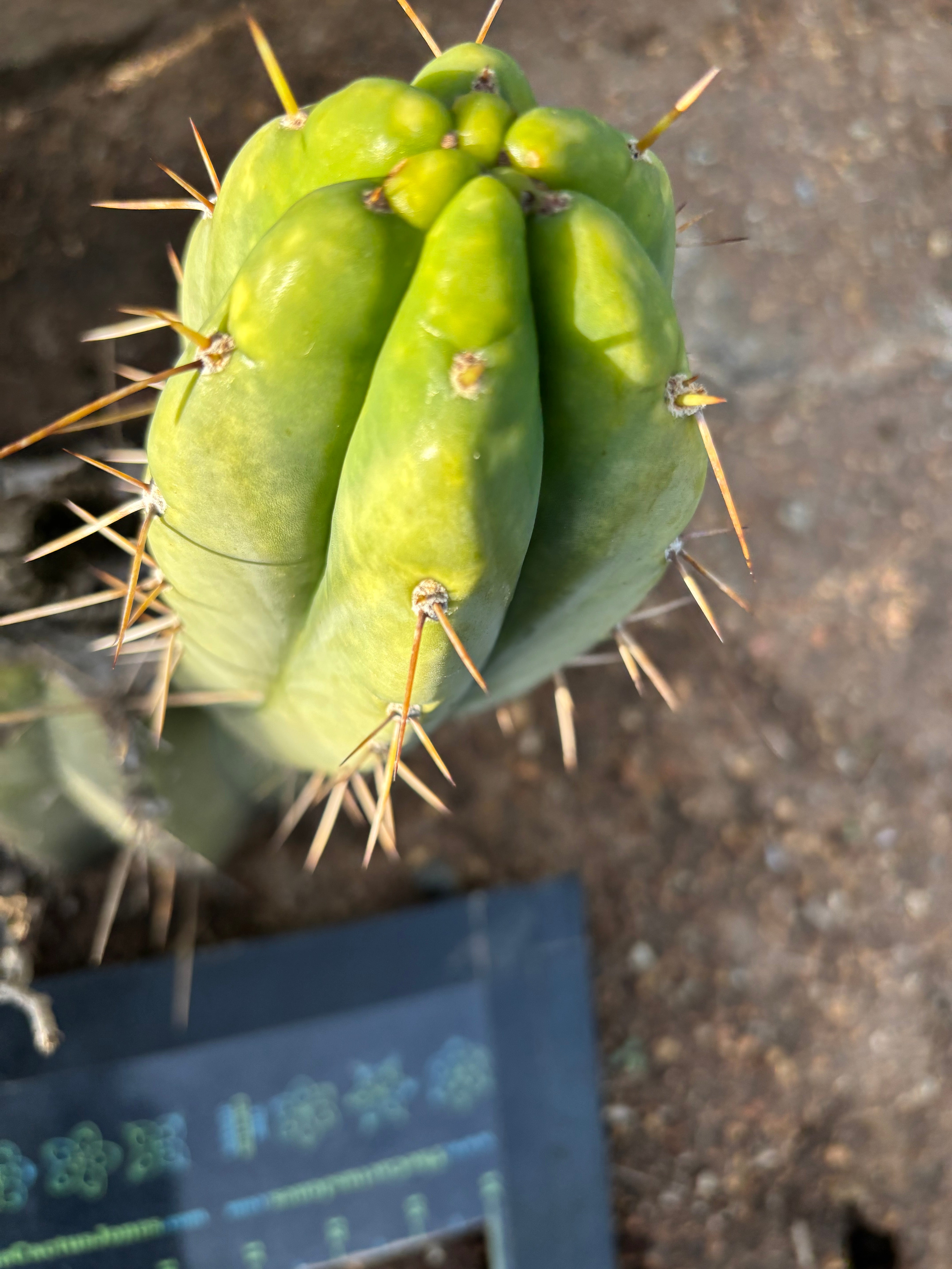 🌶️🌶️⚠️ E.R. — 7” Chonk Grenade