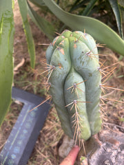👑 Lotusland Huanu — Fat 10” Pup