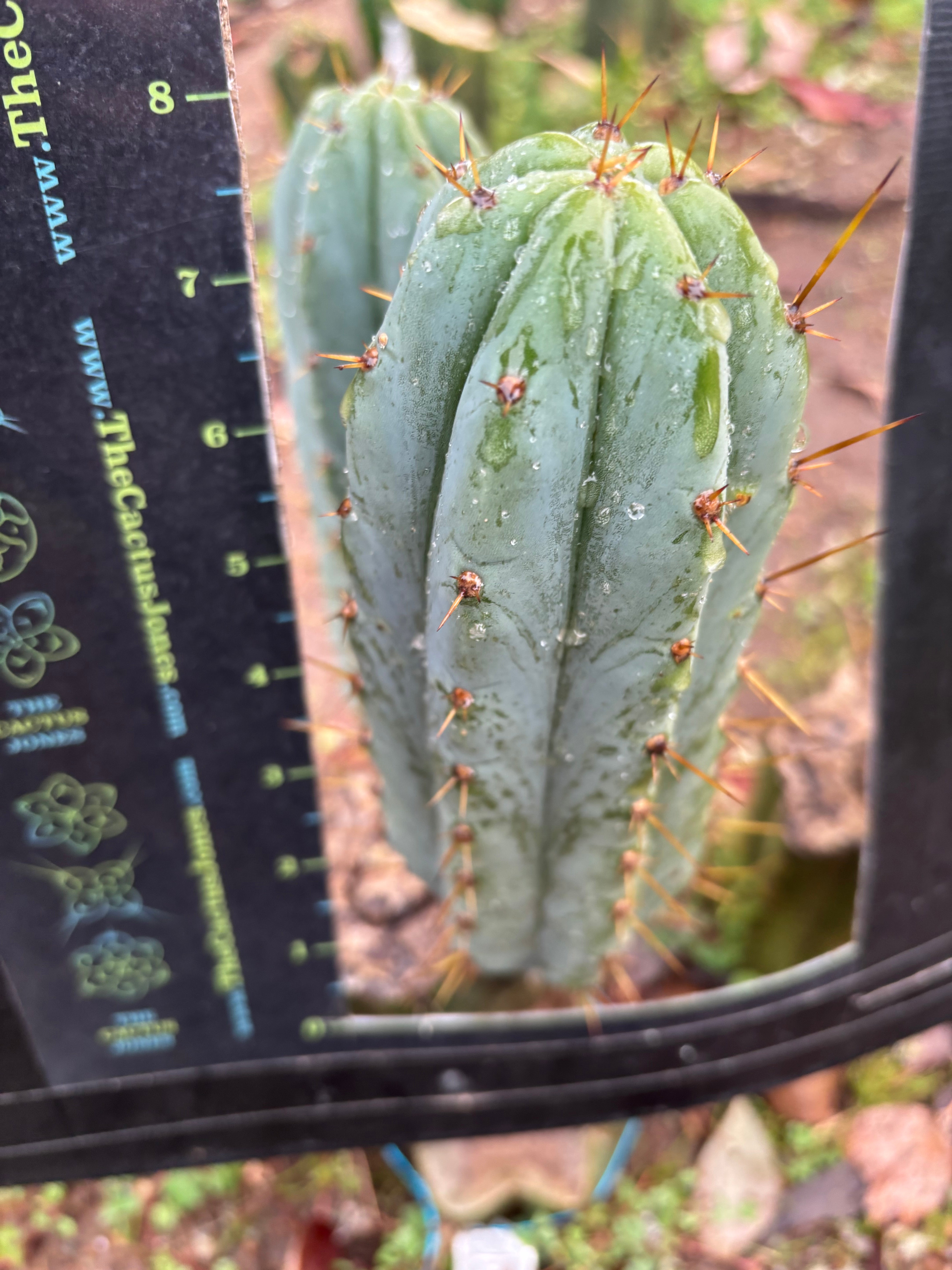 🌶️ Lumberjuuls — Fat 8” Pups
