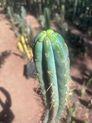 👑🌶️🌶️ Pala! — 10” Tip