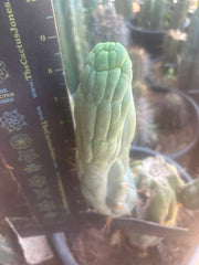 💎👑🐉 Bruce’s Dragon — 9” Pup
