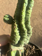 💎👑💎 Havran — Established Multi-Pup Graft on PC