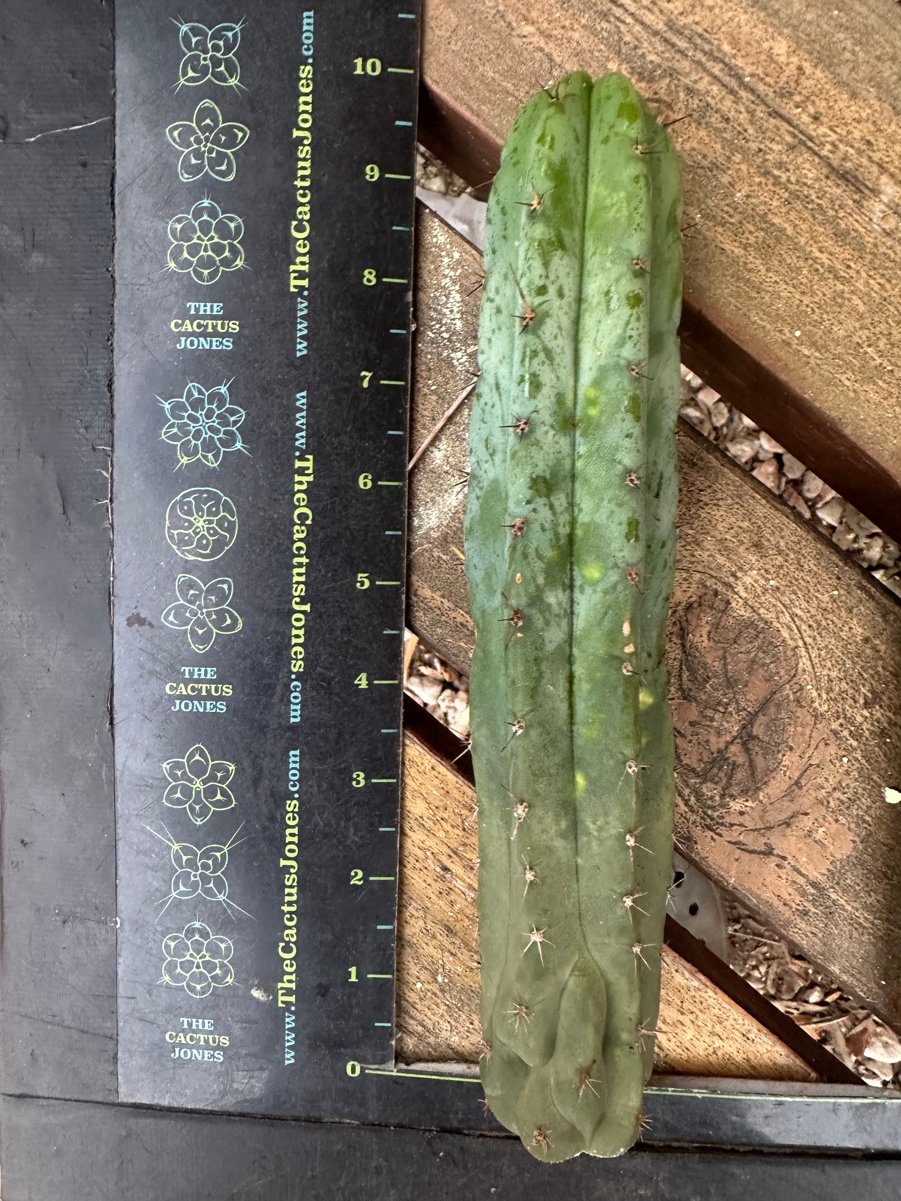 -👑 🌶️🌶️ Pala! — 10”  Pup