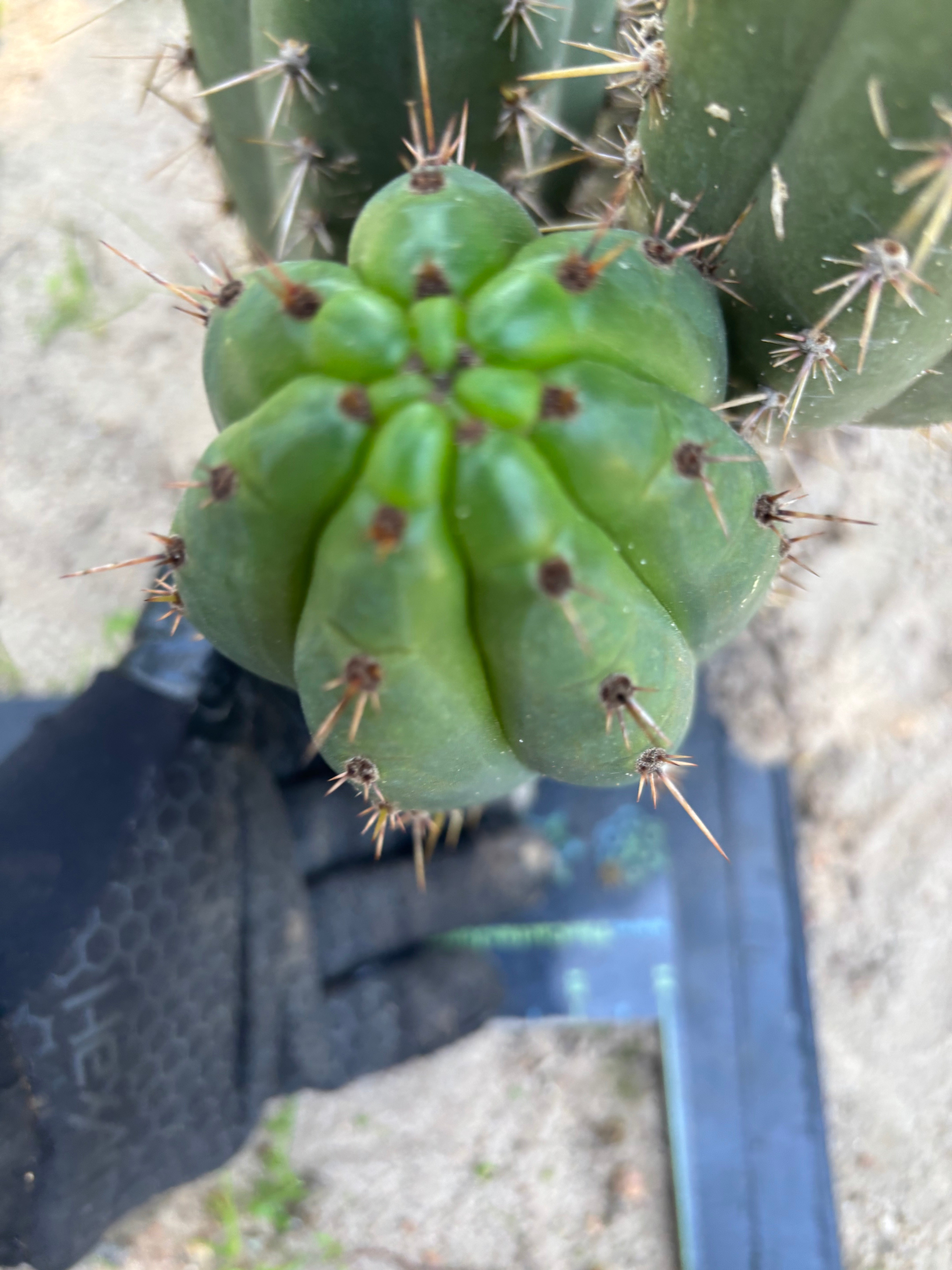 👑🌶️ KK339 — Chubby 10” Pup