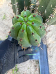 👑🌶️ KK339 — Chubby 10” Pup