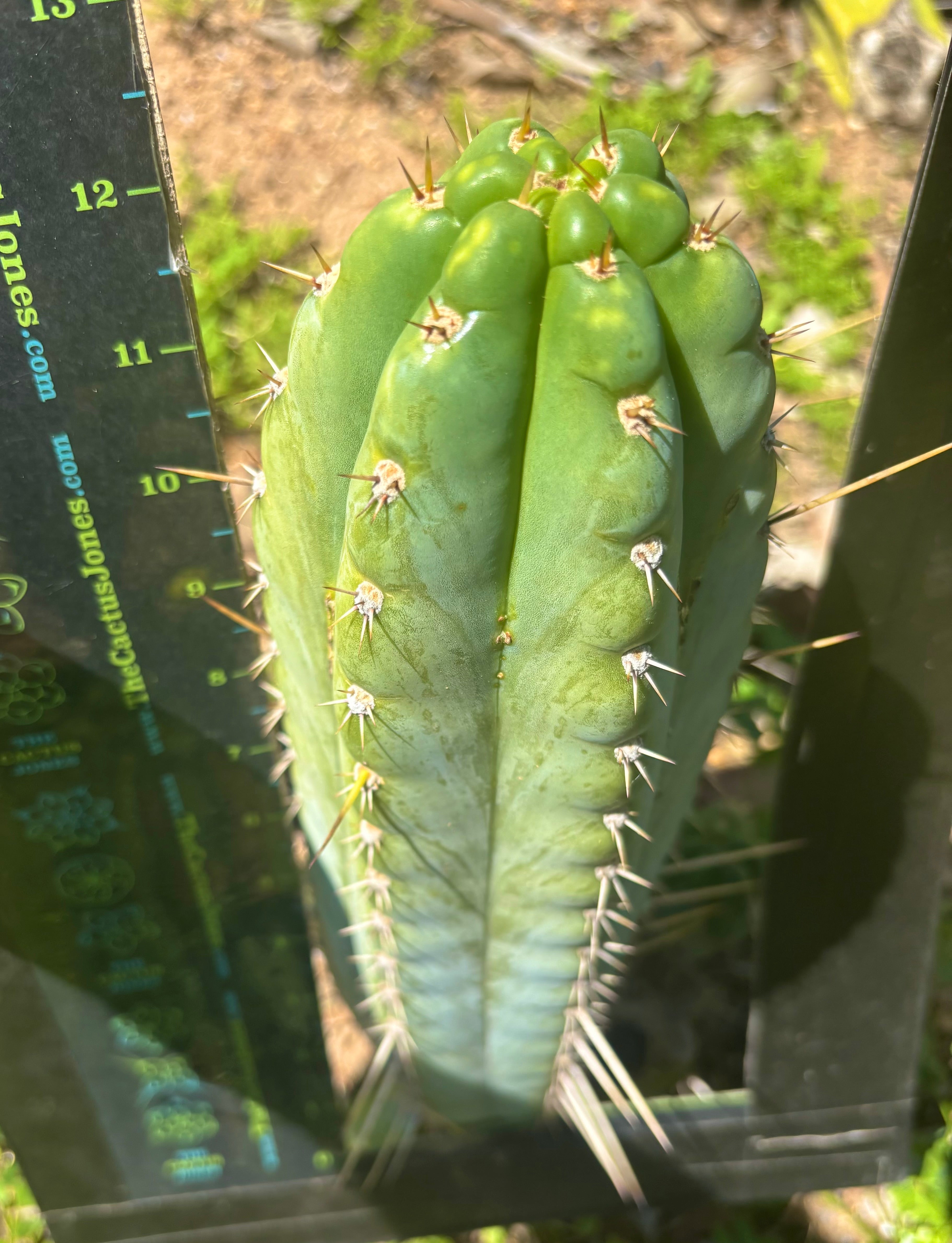 💎 Rosei 2 x Kimnach  — XL Fat 12” Pup
