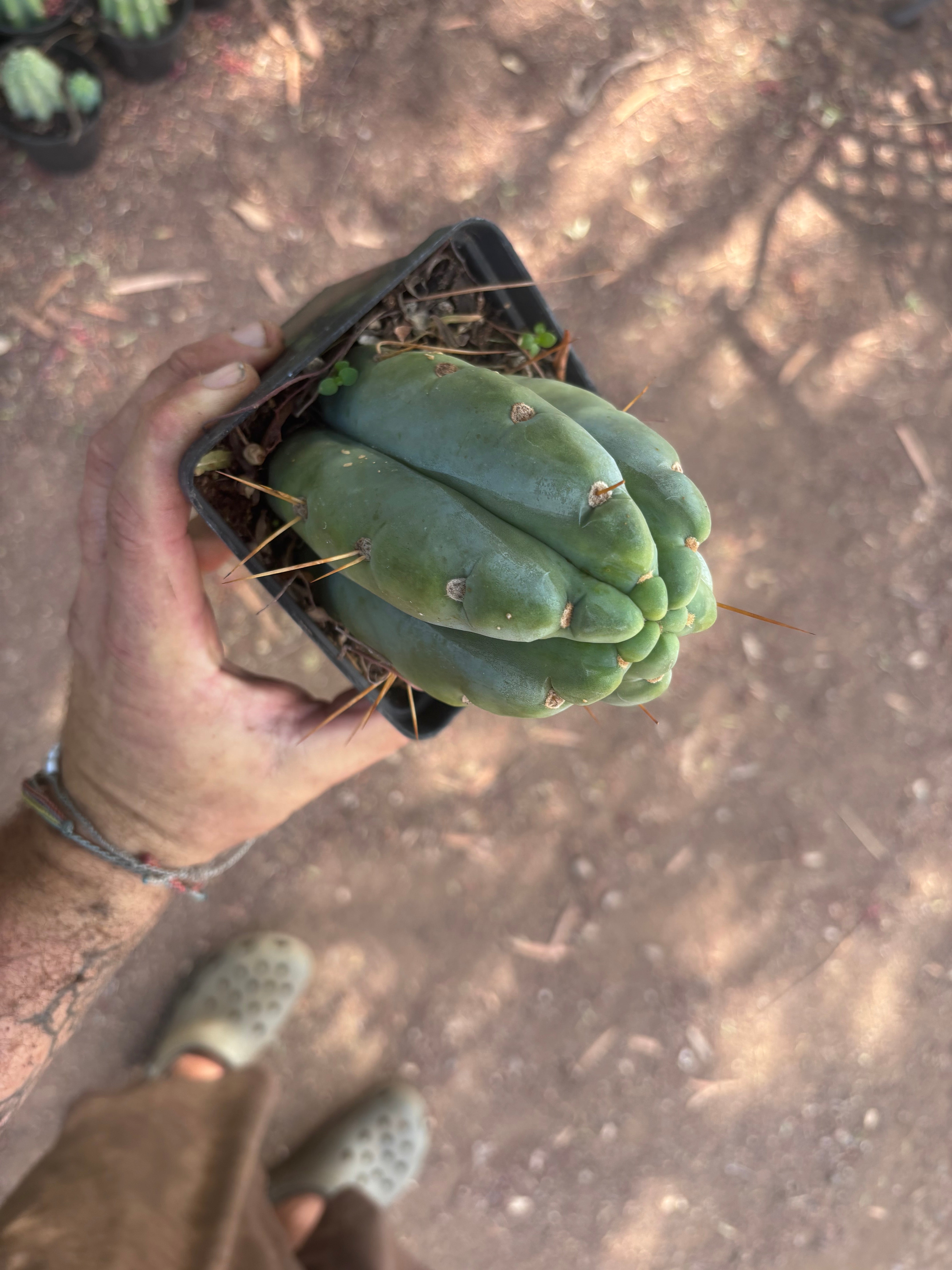 👑🌶️  Jiimz Strong Spine — Rooted Tips (Restocked)